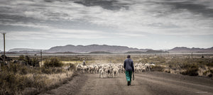 Shepherd And His Flock