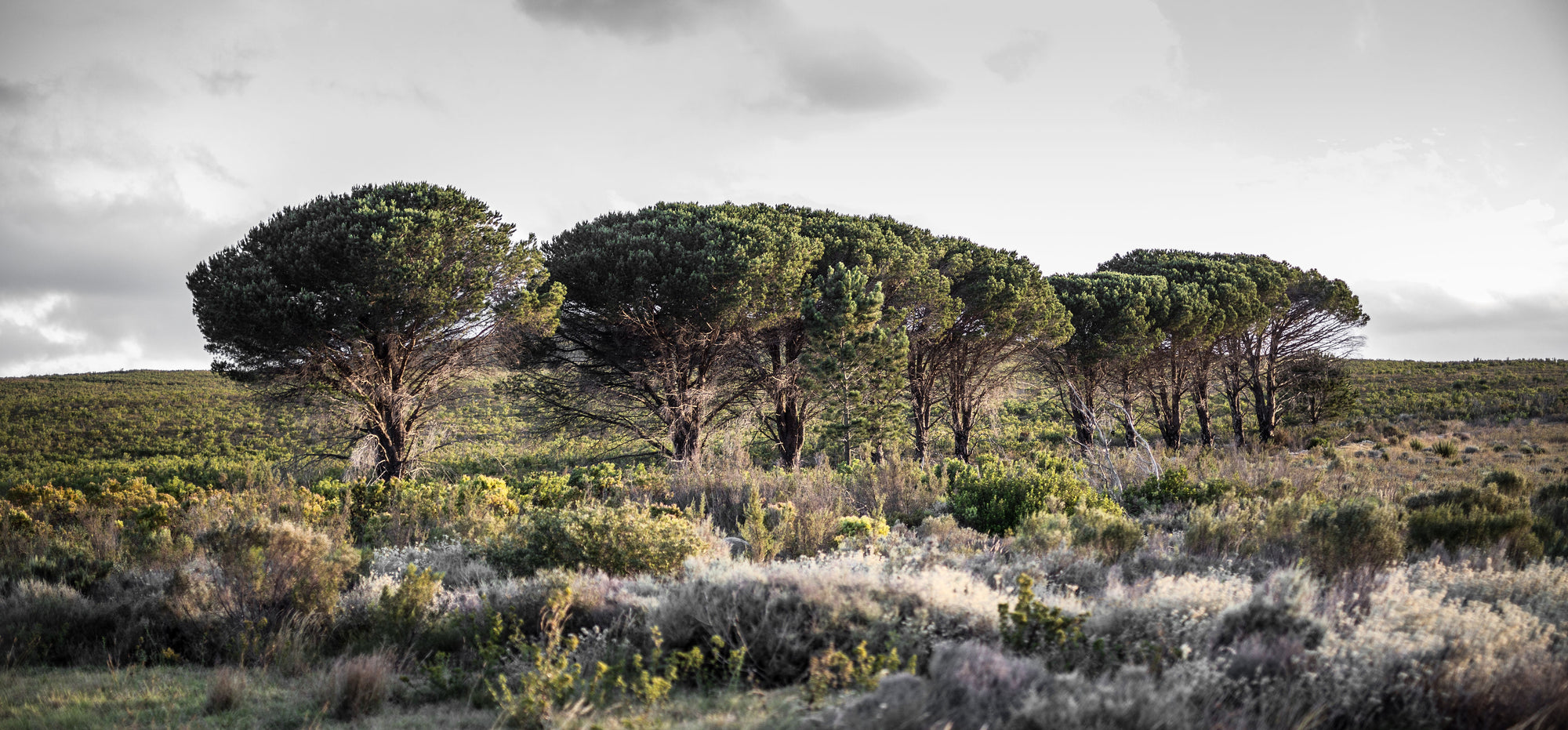 Lowveld Trees