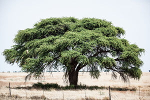 Bush Tree