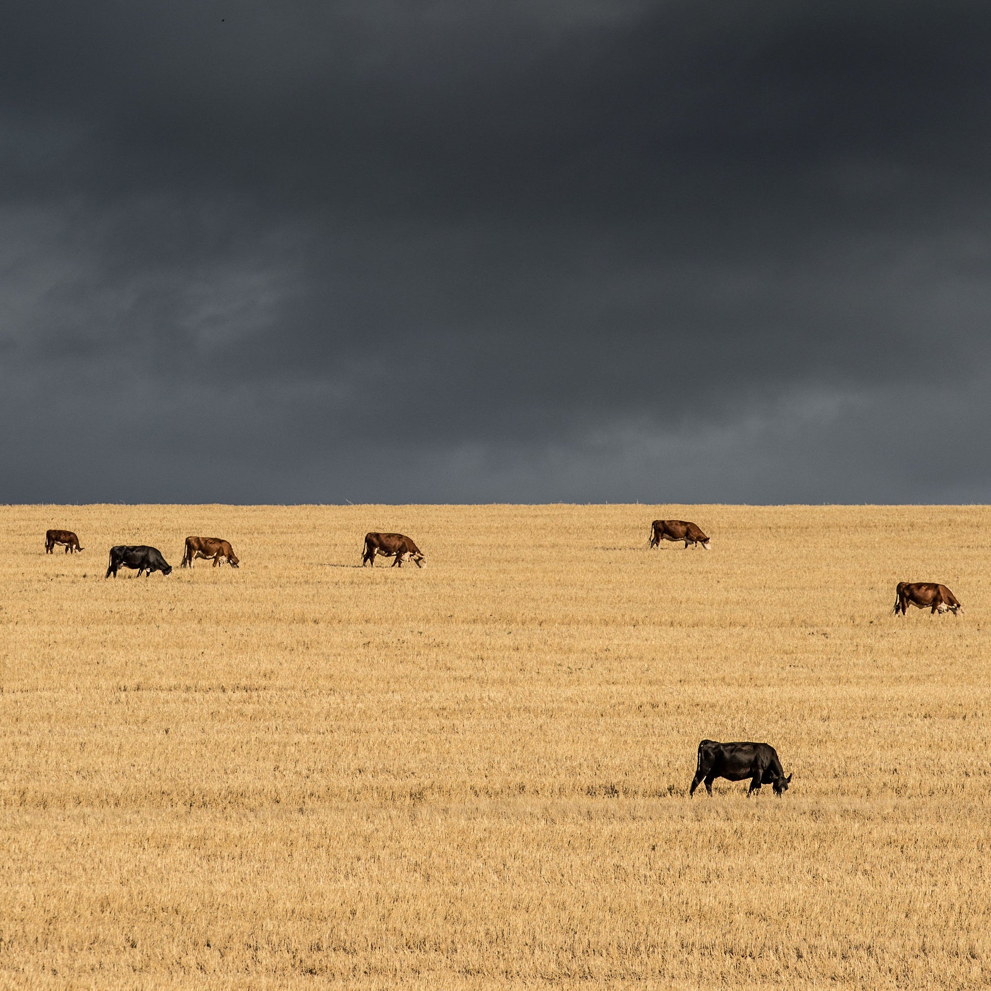 Cows In The Overberg