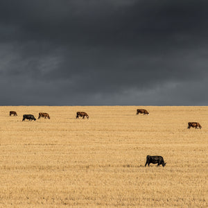Cows In The Overberg