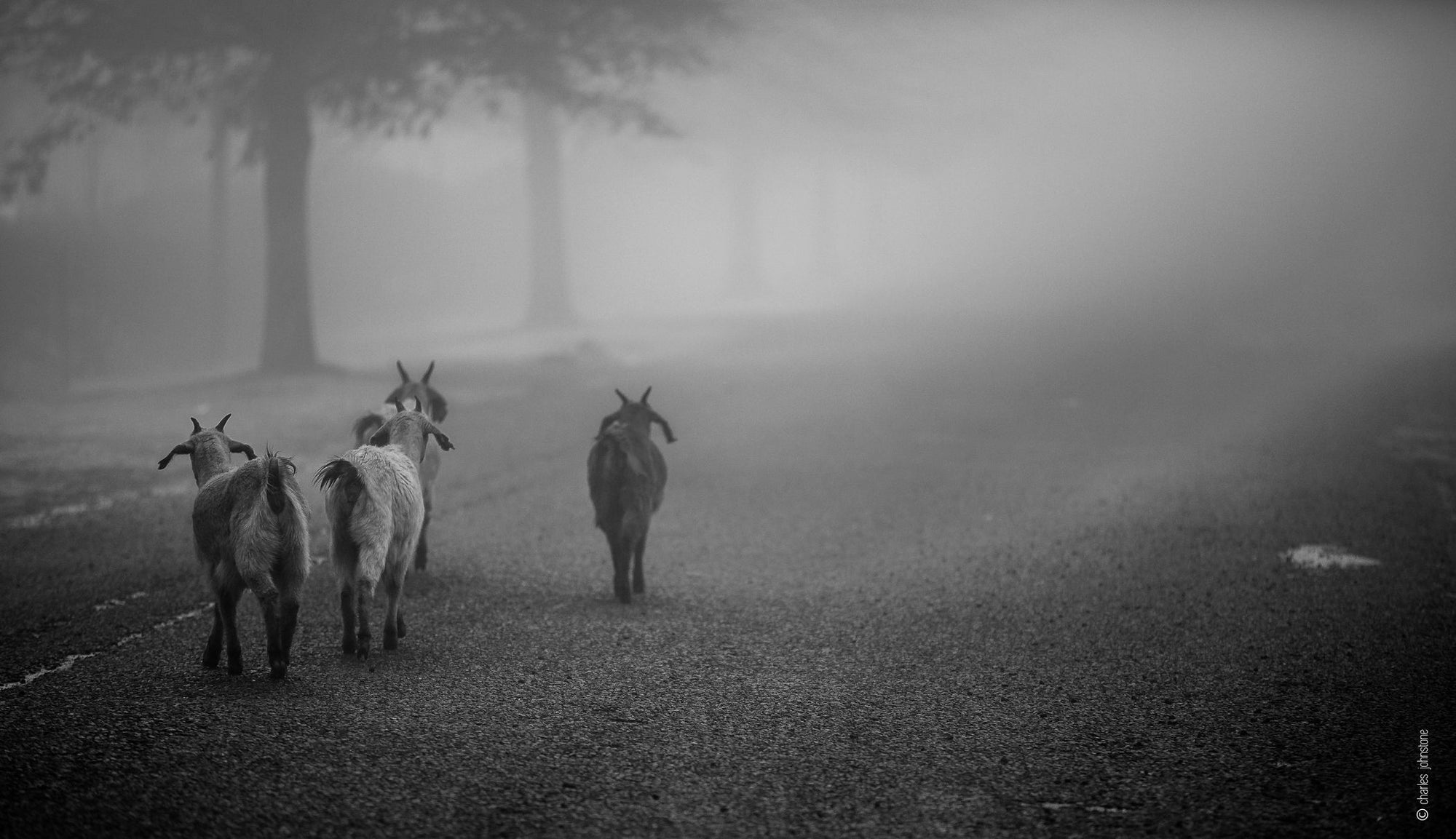 Goats In The Mist