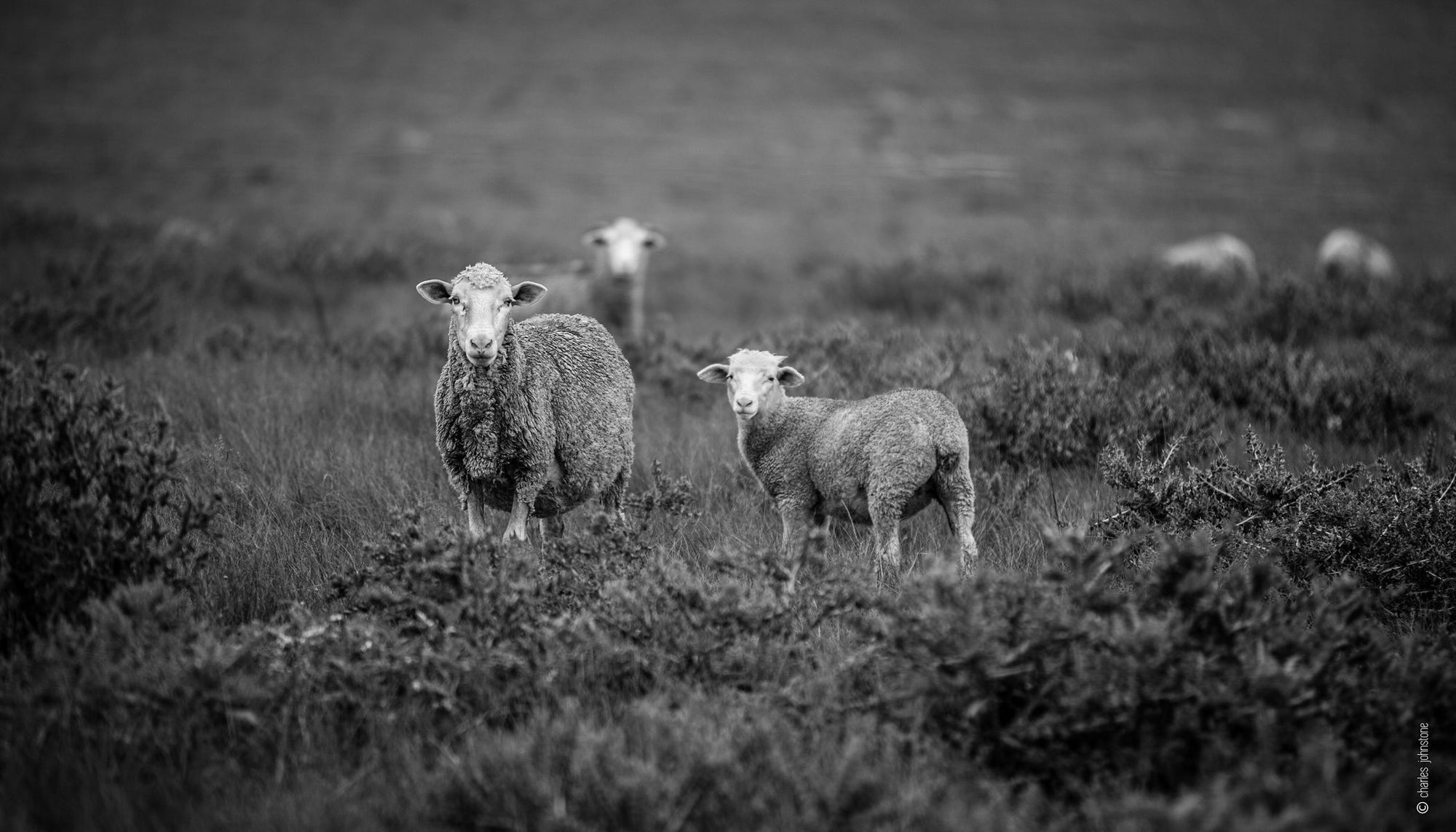 Sheep In A Field