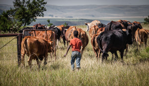 The herd boy, Mpumalanga